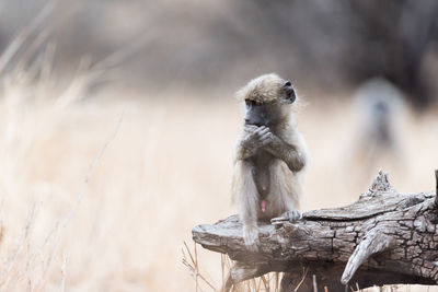 Monkey sitting on a tree