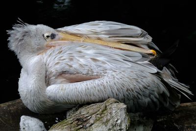 Pelican at tierpark berlin 