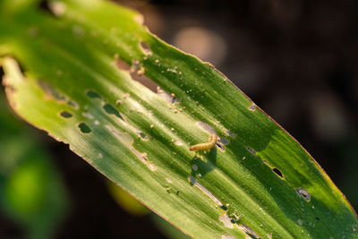 Close-up of insect on leaf