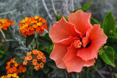 Close-up of orange flowers blooming outdoors