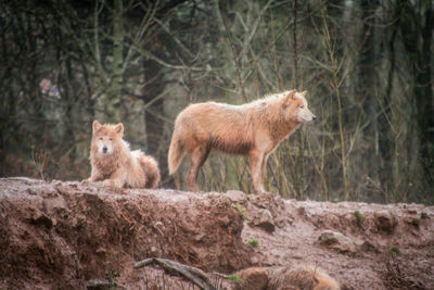 Cats in a forest