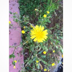 Close-up of yellow flower