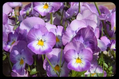 Close-up of purple flower blooming outdoors