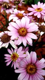 Close-up of flowers