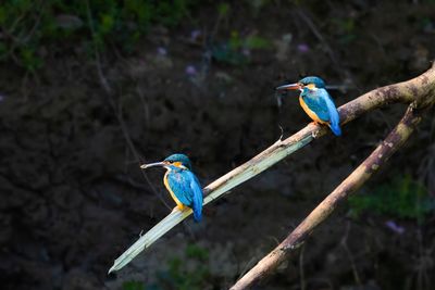 Close-up of bird perching on branch