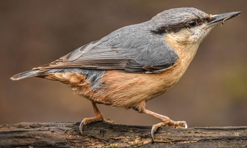 Close-up of bird perching on wood