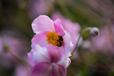 Close-up of insect on pink flower