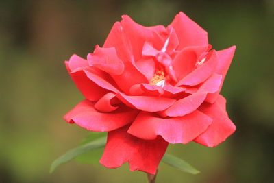 Close-up of pink rose