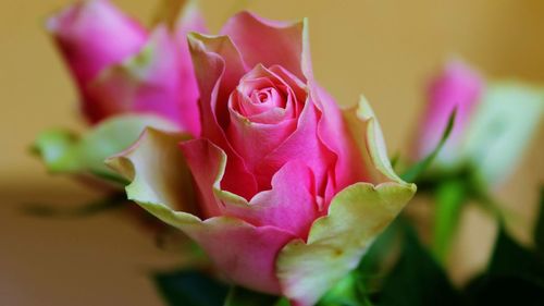 Close-up of pink rose