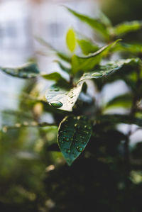 Close-up of raindrops on leaves