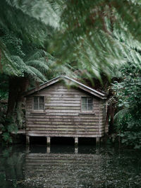 Abandoned house amidst trees in forest