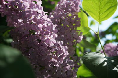 Close-up of pink flowering plant