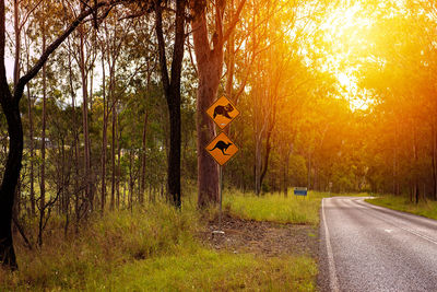 Road passing through forest