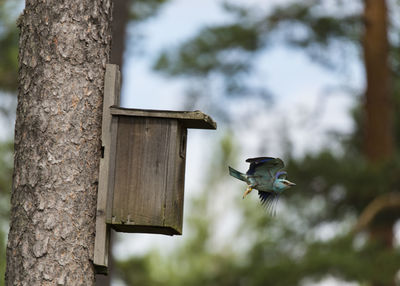 Low angle view of roller flying by birdhouse on tree