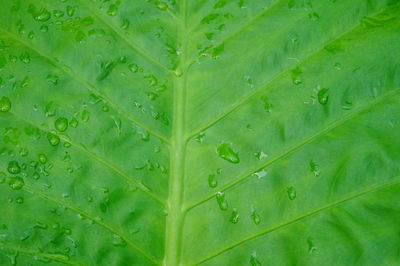 Full frame shot of raindrops on leaves