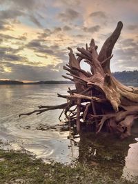 Driftwood on beach against sky during sunset