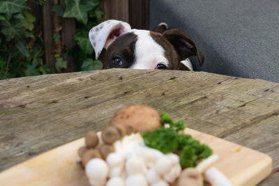 Close-up of a dog looking at plate woth mushrooms