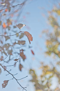 Low angle view of autumn leaves on tree