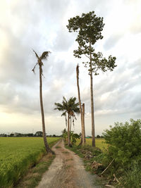 Trees on field against sky