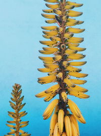 Low angle view of yellow tree against clear sky