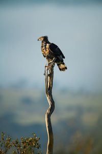 African crowned eagle on long thin stump