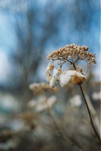 Close-up of flower plant