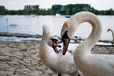 Swans swimming on lake