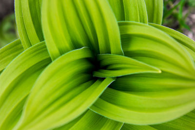 Close-up of green leaf