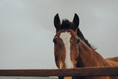 Close up of a horse looking at the camera, over the fence in cotswolds, uk.