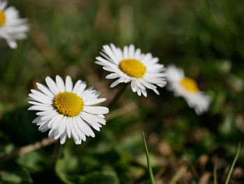 Close-up of white daisy flower