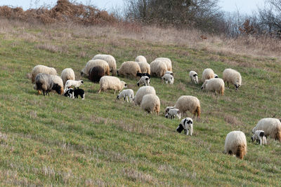 Sheep grazing in a field