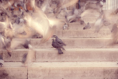 Blurred motion of pigeons walking on staircase