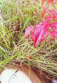 High angle view of fresh vegetables on grass