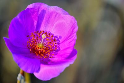 Close-up of flower blooming outdoors