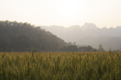 Scenic view of field against sky during foggy weather