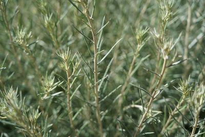 Close-up of crops growing on field