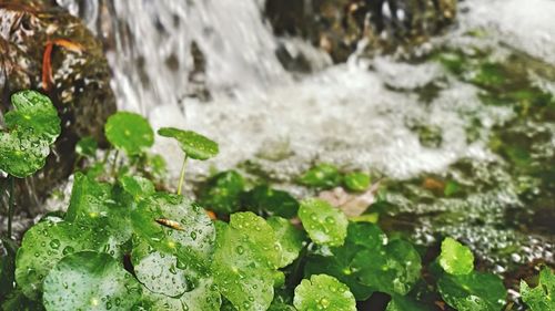 Close-up of water drops on leaves during rainy season