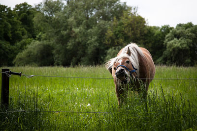 Horse in a field