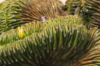 Full frame of cactus plant
