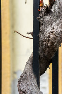 Close-up of insect on tree against sky