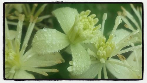 Close-up of flowers