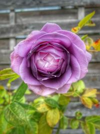 Close-up of pink rose flower