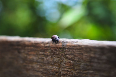 Bug on old wood in the garden.