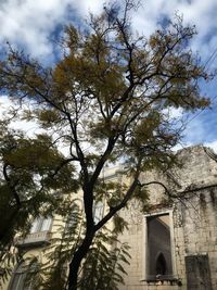 Low angle view of tree by building against sky