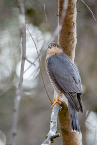 Close-up of bird perching on tree