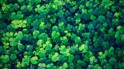 Full frame shot of leaves on field