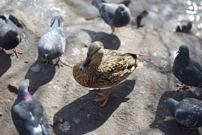 High angle view of pigeons