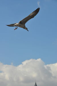 Low angle view of eagle flying in sky