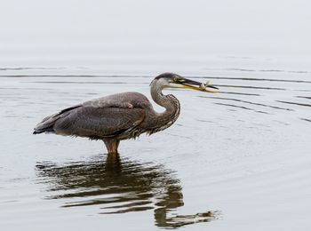 Heron in lake