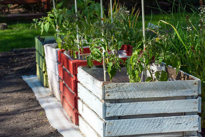 Tomato plants planted in wooden boxes, garden plantation